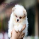 FYPOM KENNEL ขายน้อง Curry Rice เพศผู้ สีปาร์ตี้ ขนแน่น โครงสร้างดี มีใบเพ็ดดิกร...