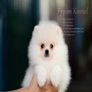 FYPOM KENNEL ขายน้องปอมเพศผู้ สีขาวเพศผู้ ขนแน่น โครงสร้างดี