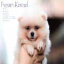 FYPOM KENNEL ขายน้อง Cheesy Omelette เพศผู้ สีขาว ขนแน่น โครงสร้างดี มีใบเพ็ดดิก...