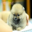 FYPOM KENNEL ขายน้อง Bam bam เพศเมีย ไซส์มาตรฐาน สีส้ม ขนแน่น โครงสร้างดี มีใบเพ...