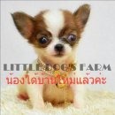 LITTLE DOG'S FARM : น้องได้บ้านใหม่ใจดีแล้วค่ะ ชิวาวาขนยาว ไซด์ทีคัพ