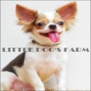 LITTLE DOG'S FARM : ชิวาวาขนยาว ขาว-เทา อายุ7เดือน วัคซีนครบ มีใบเพ็ดพร้อมใบโอน...