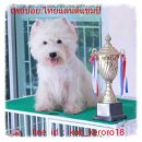 ลูกเวสตี้พ่อเป็นแชมป์ไทยแลนด์ ,West Highland whtte Terrier ,Westie
