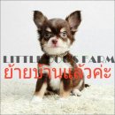 LITTLE DOG'S FARM : ย้ายบ้านแล้วค่ะ สาวน้อยชิวาวาขนยาว สีชอคโกแลคแอนด์แทน คิ้วแก...