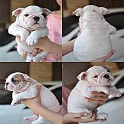 ขายลูก Bulldog สายเลือดแชมป์ค่ะ