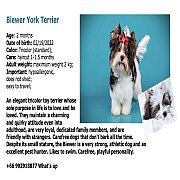 Biewer York Terrier 