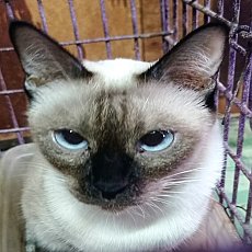 ลูกแมว วิเชียรมาศ อายุ 49 วัน เกิด 31-12-66 ตาสีฟ้า ตัวผู้ 2ตัว ตัวเมีย 2ตัว มีร...