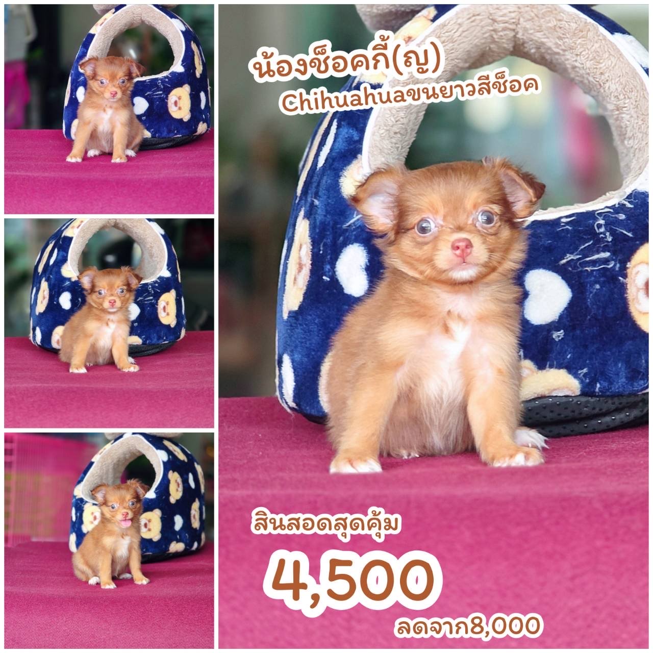 ชิวาวาแท้ เพศเมีย สีช็อค พร้อมย้ายบ้าน