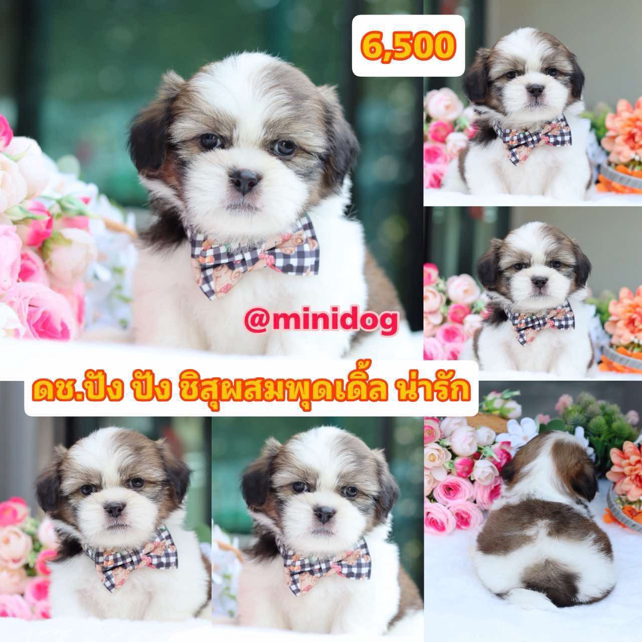 ชิสุผสมพุดเดิ้ล