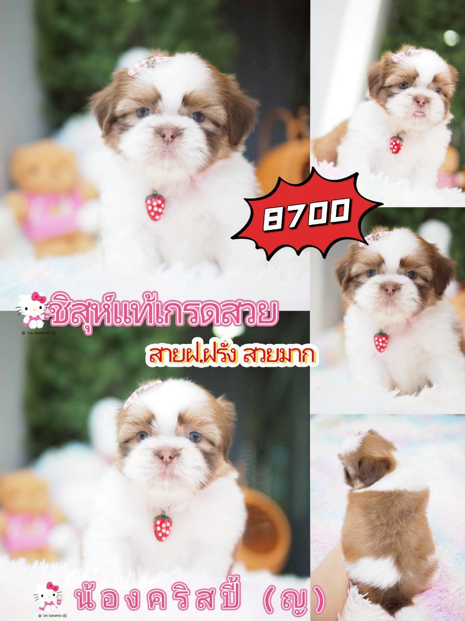 Kibzaa ชิสุห์ พร้อมส่วนลด
