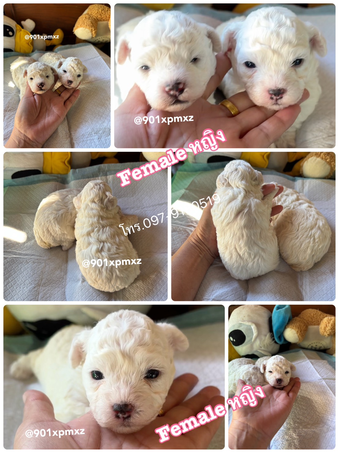 พุดเดิ้ลทอย ไทนี่ ทีคัพ  เกรดพรีเมียม  poodle toy tcup