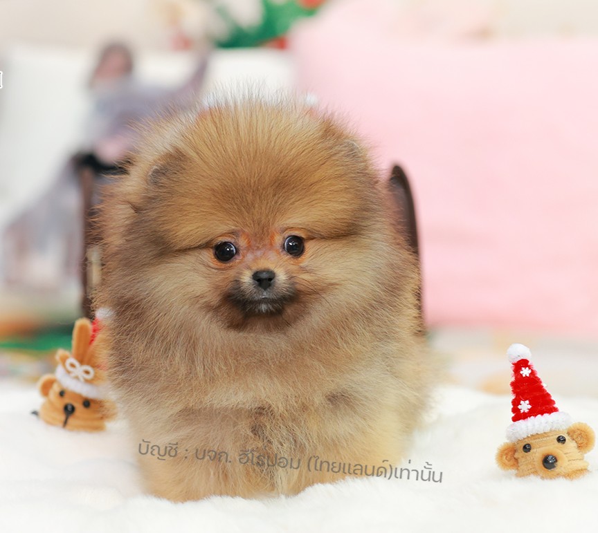 ปอมแท้ ปอมหน้าหมี HRF-10533 เพศหญิง สีส้ม ตัวจิ๋วตัวเล็ก แก้มอ้วน น่าฟัดมาก ๆ ตอ...