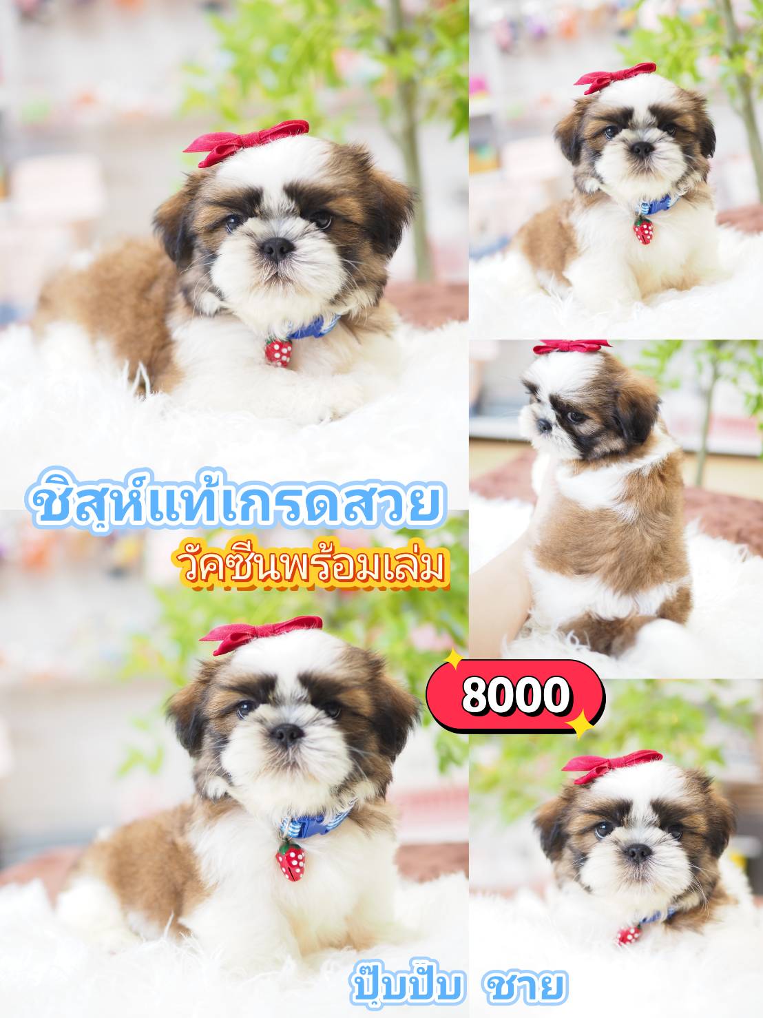 ชิสุห์แท้
