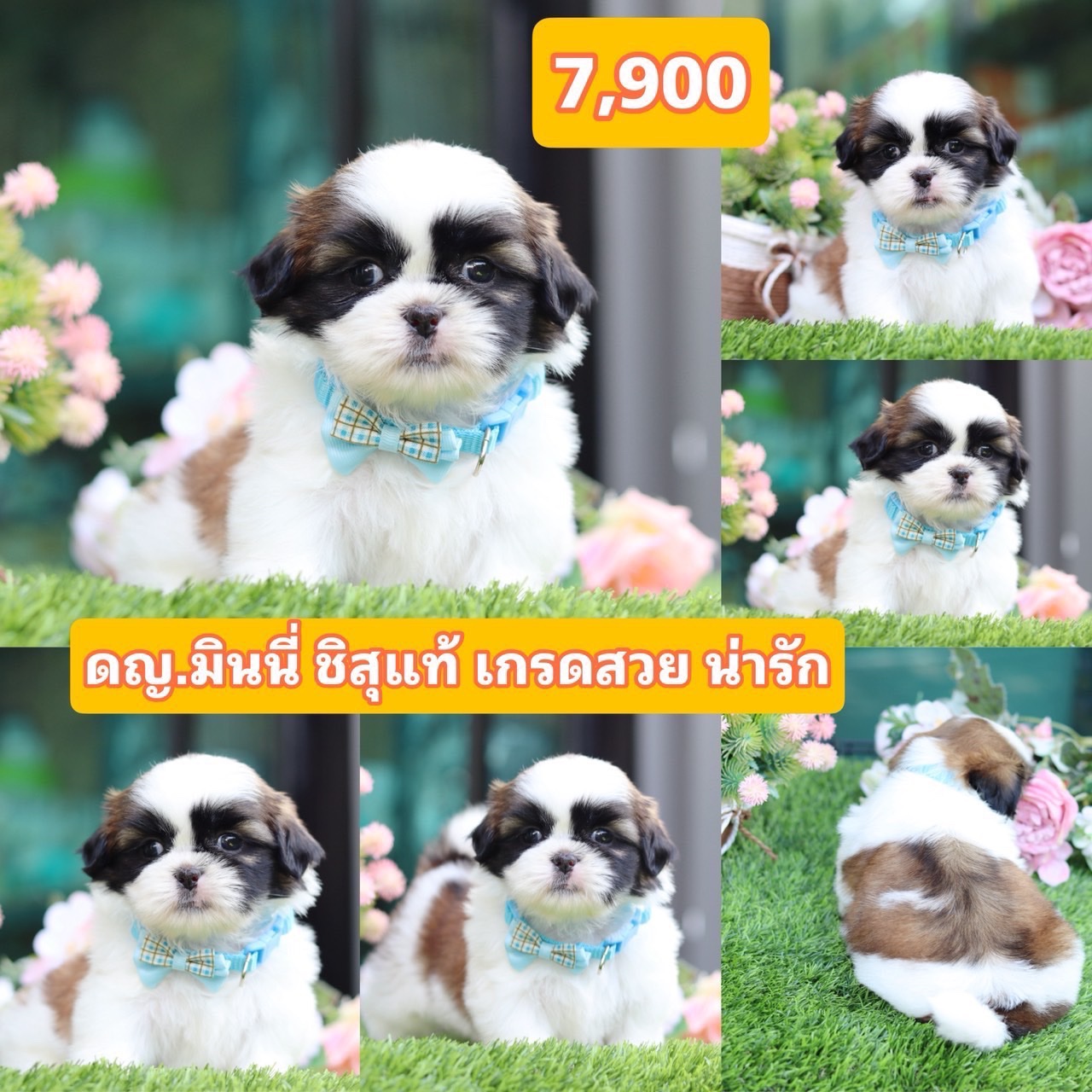 ชิสุแท้เกรดสวย