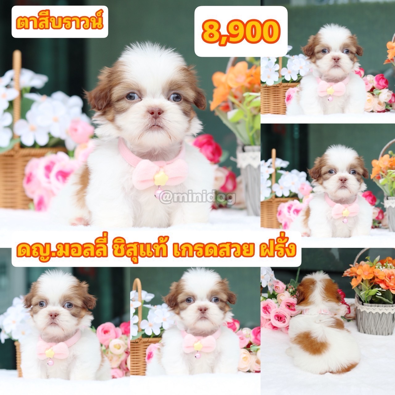 ชิสุแท้เกรดสวย