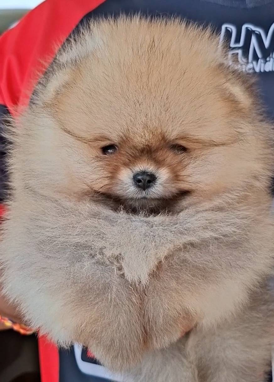 ปอมเมอเรเนียน