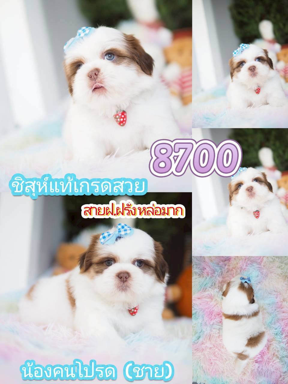 Kibzaa ชิสุห์ พร้อมส่วนลด