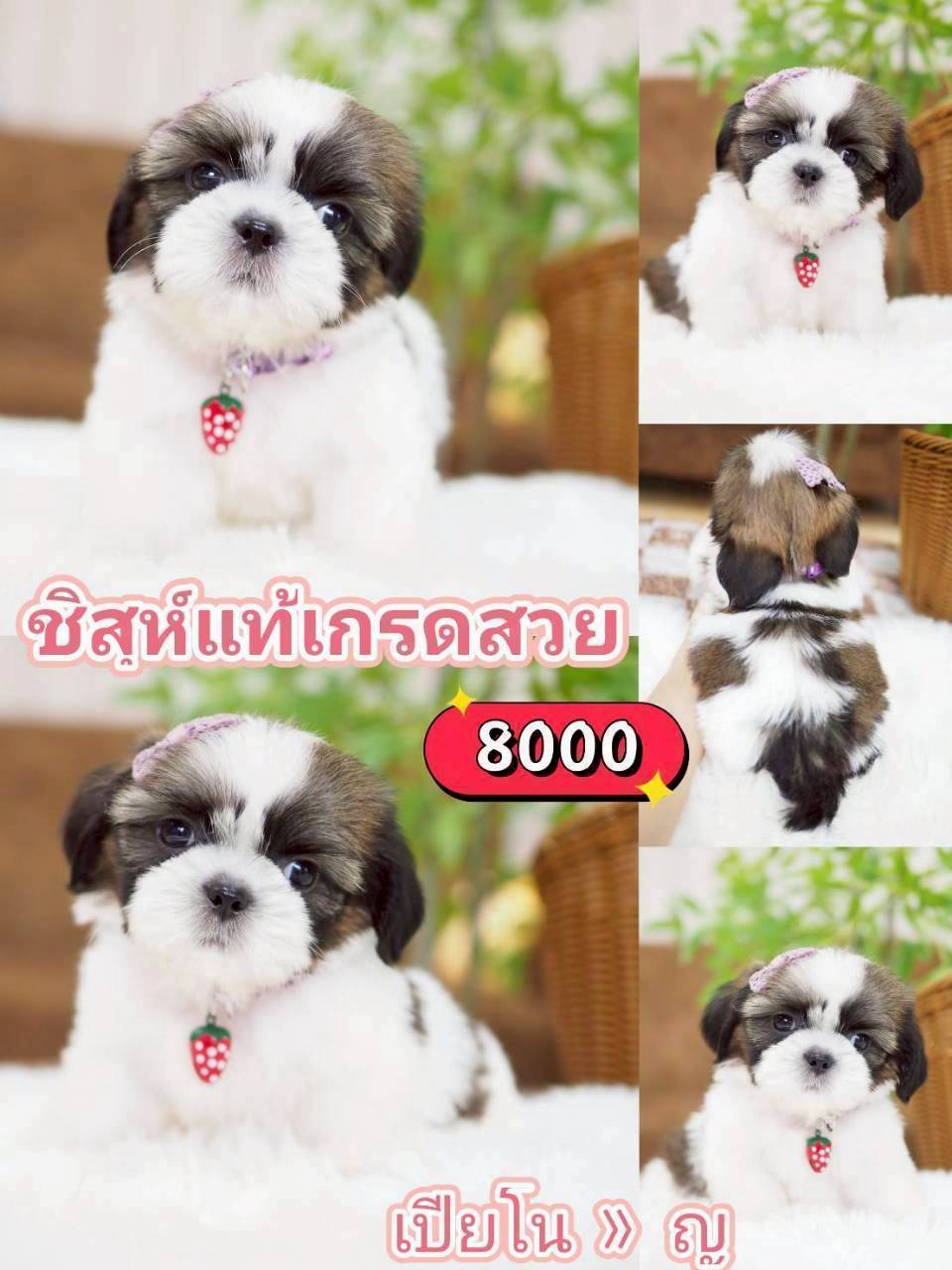 กิ๊ฟซ่าชิสุ ลดได้ จร้า