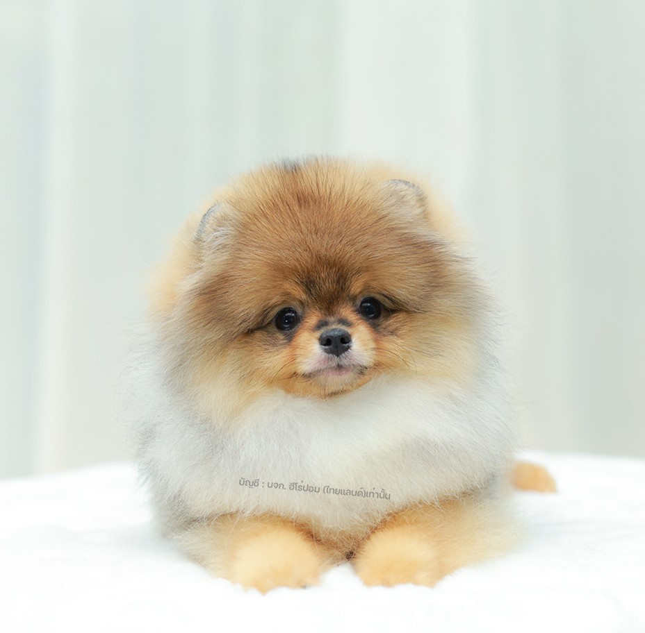 ปอมแท้ ปอมหน้าหมี HRM-68393 เพศชาย สีส้ม ตัวจิ๋วตัวเล็ก แก้มอ้วน น่าฟัดมาก ๆ ตอน...