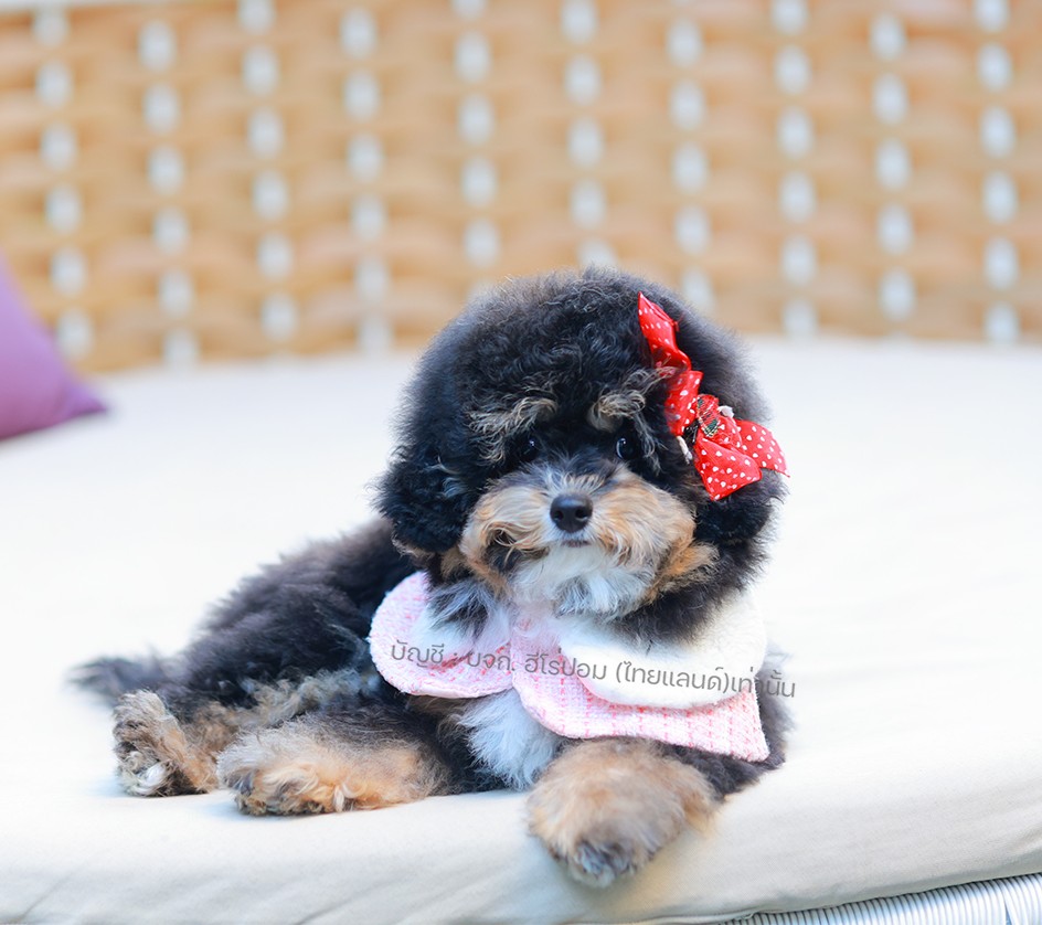 บิชองพู BCF-89129 เพศหญิง สีแบล็คแทน สวยหวานลูกคุณ ตัวเล็ก ขนนุ่ม สายเลือดคุณพ่อ...