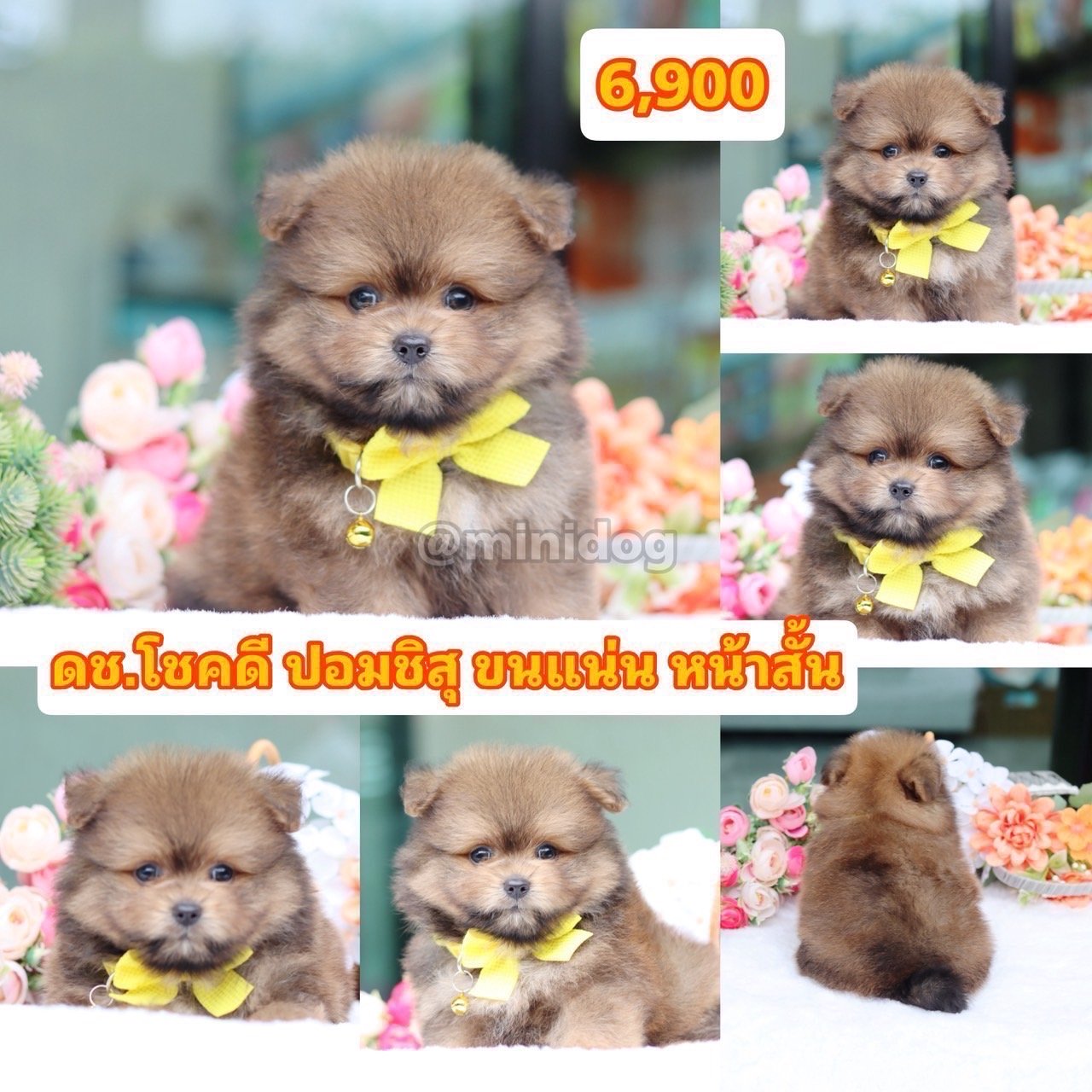 ชิสุผสมปอม