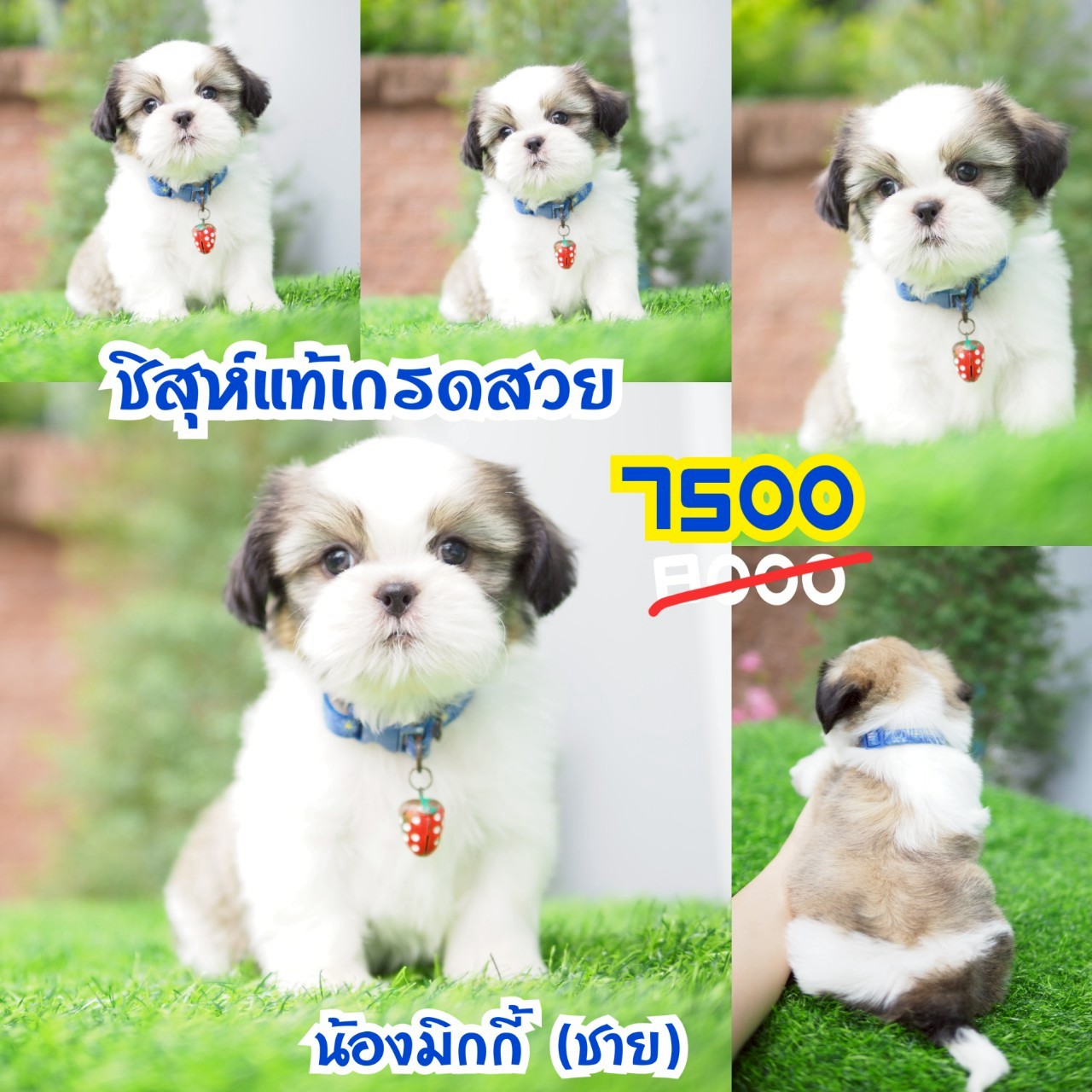 ชิสุห์แท้ กิ๊ฟซ่า