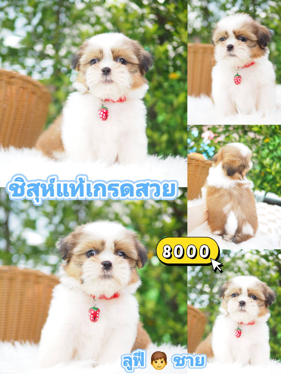กิ๊ฟซ่าชิสุ น่ารัก