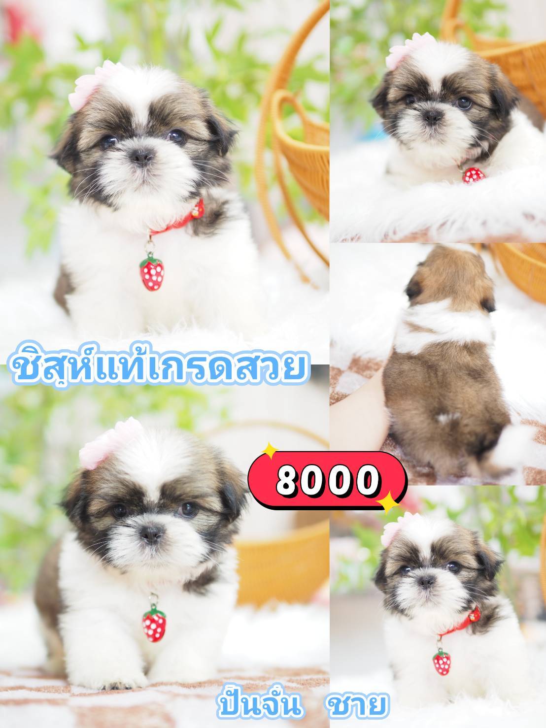ชิสุสวยๆ