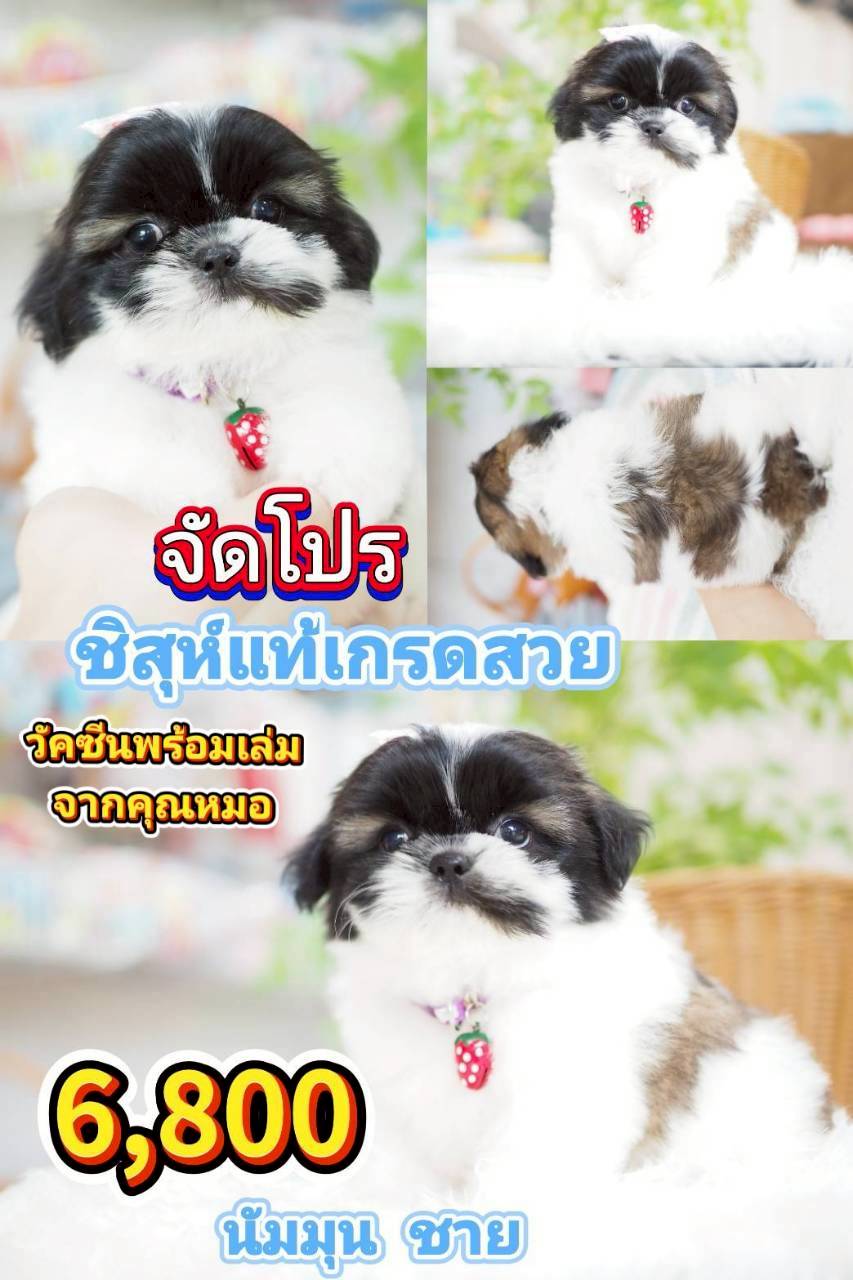 ชิสุห์แท้ ❣️ วัคซีน
