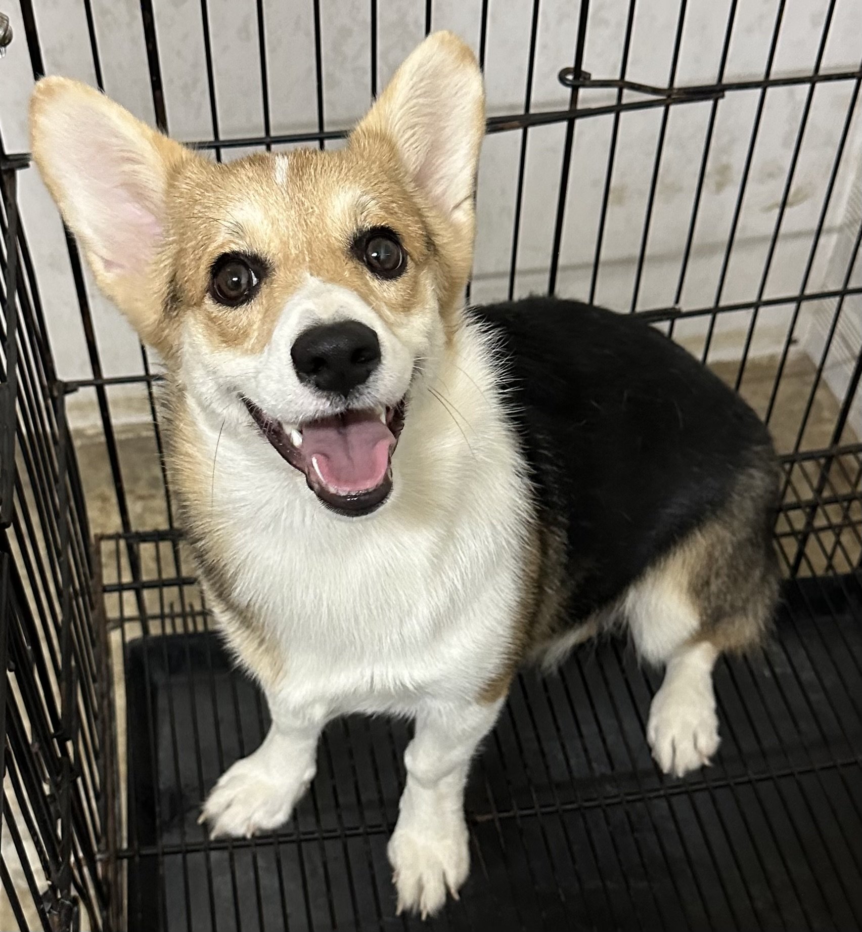 คอร์กี้น้อยสายเลือดรัสเซียแชมป์หาบ้านใหม่