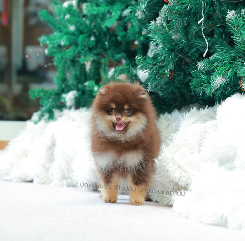 ปอมแท้ ปอมหน้าหมี HRM-10478 เพศชาย สีช็อคแทน ตัวจิ๋วตัวเล็ก แก้มอ้วน น่าฟัดมาก ๆ...