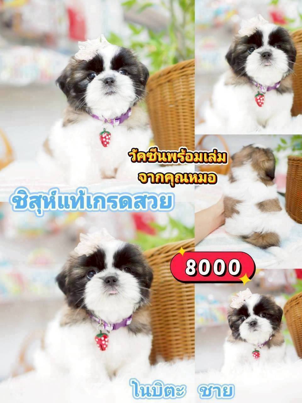 ชิสุแท้