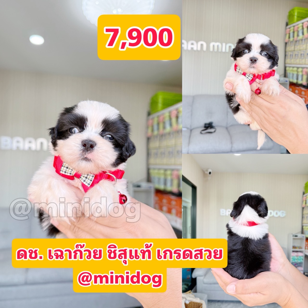 ชิสุแท้เกรดสวย