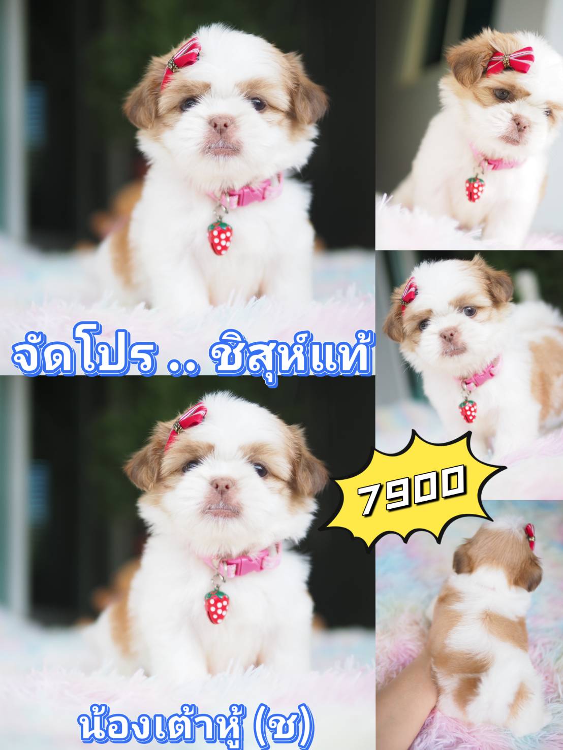 กิ๊ฟซ่า มาแล้ว