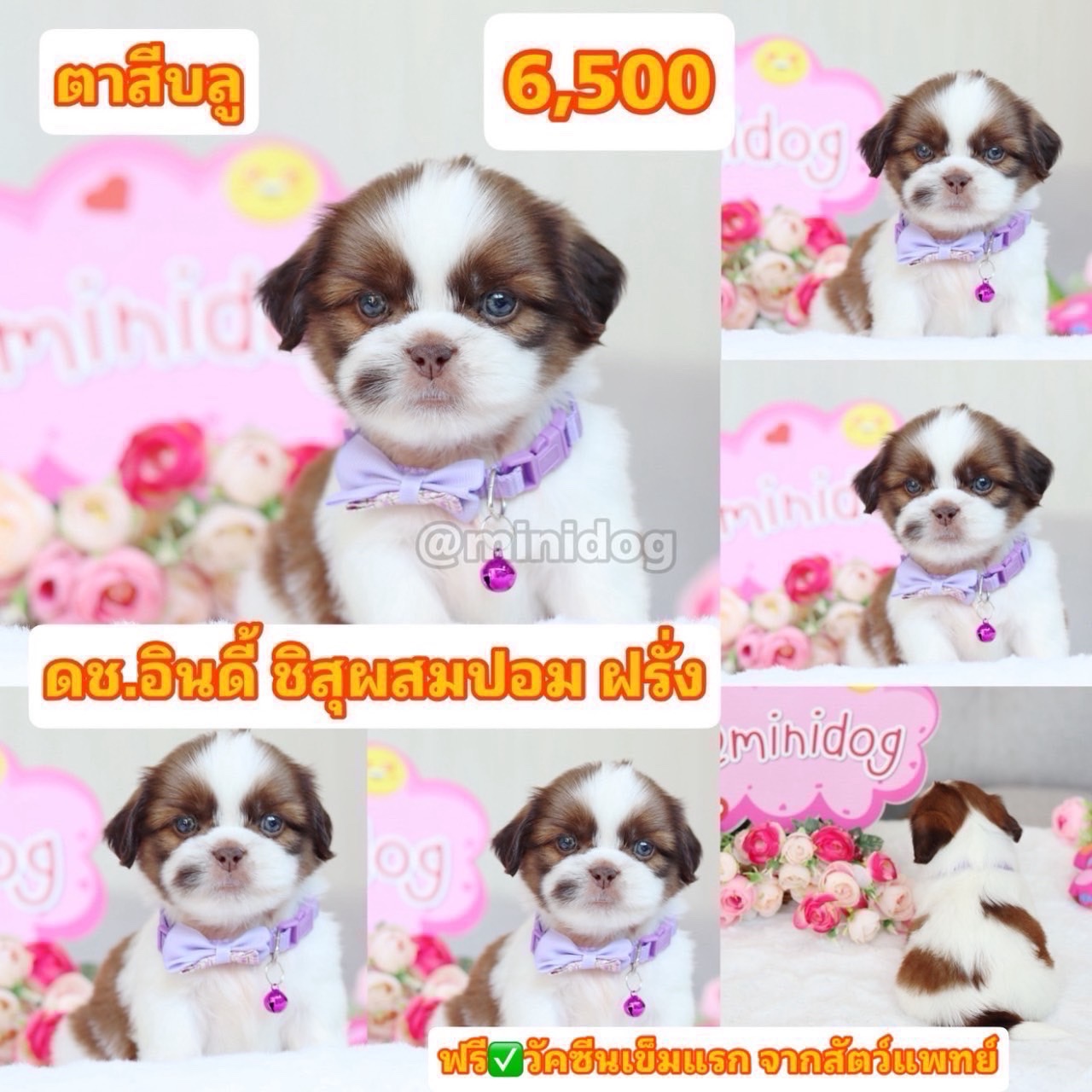 ชิสุผสมผอม