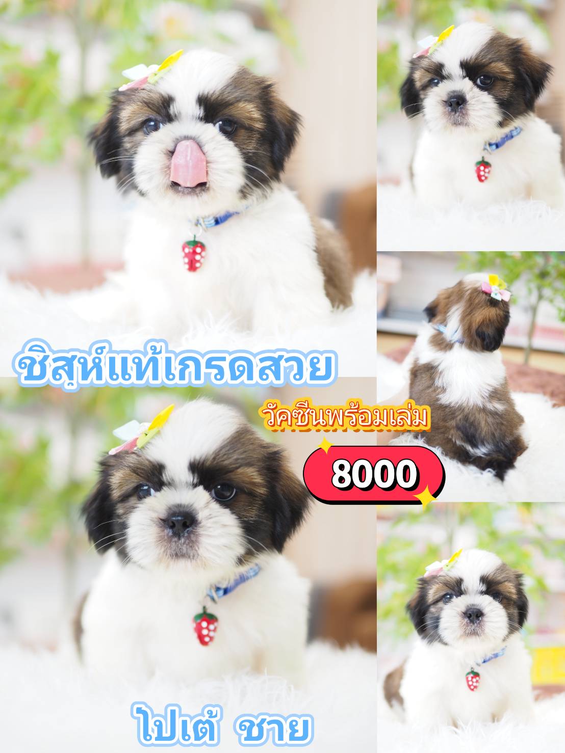 ชิสุห์แท้
