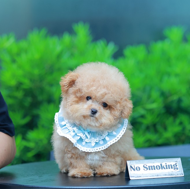 บิซองพู BCM-59694 เพศชาย สีแชมเปญ อายุ 2 เดือน ตัวเล็ก ขาสั้น หน้าสั้น ขนแน่นฟู