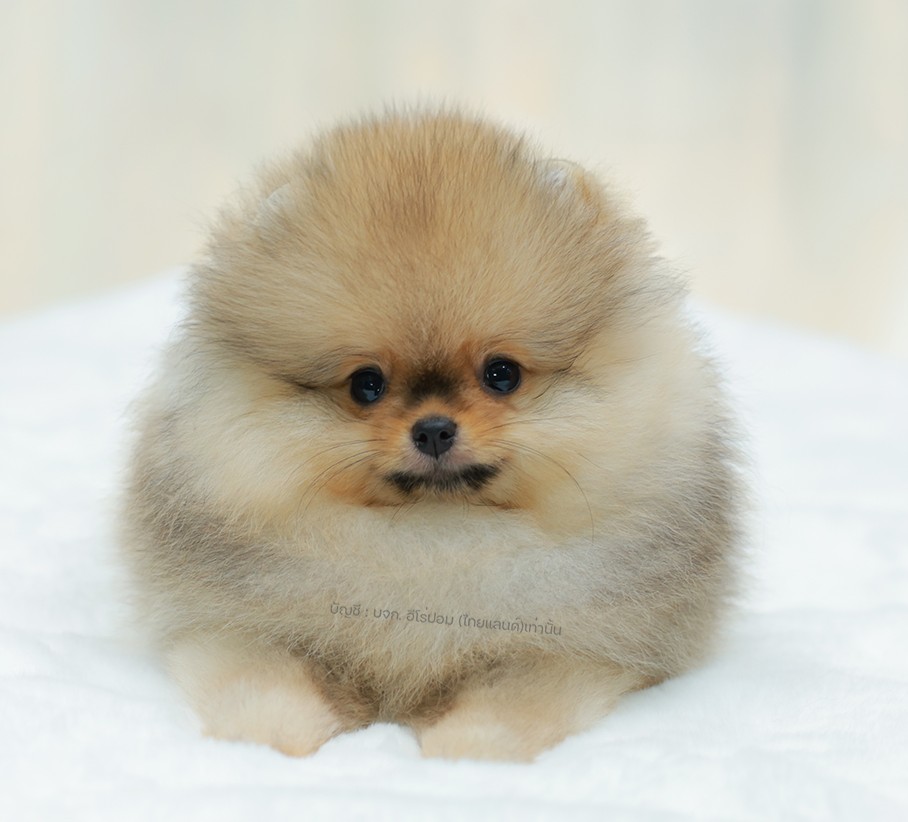 ปอมแท้ ปอมหน้าหมี HRF-10071 เพศหญิง สีส้ม ตัวจิ๋วตัวเล็ก แก้มอ้วน น่าฟัดมาก ๆ ตอ...