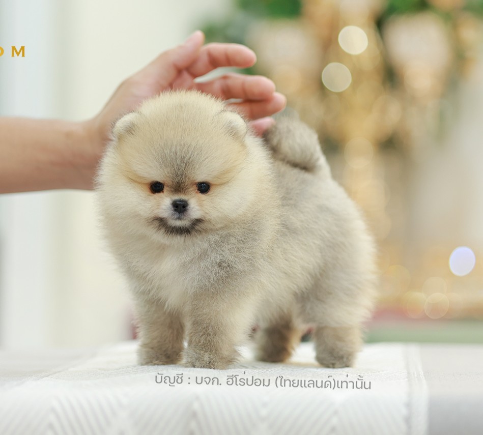 ปอมแท้ ปอมหน้าหมี น้องปอมเลี้ยงเล่น สินสอดเบาๆ HRM-10412 เพศชาย อายุ 2 เดือน น้อ...