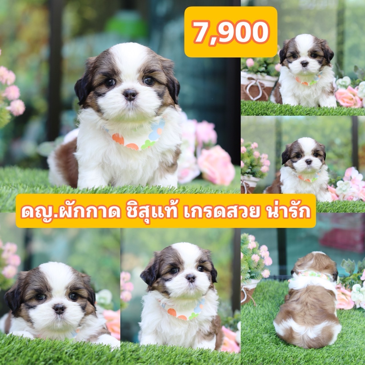 ชิสุแท้เกรดสวย