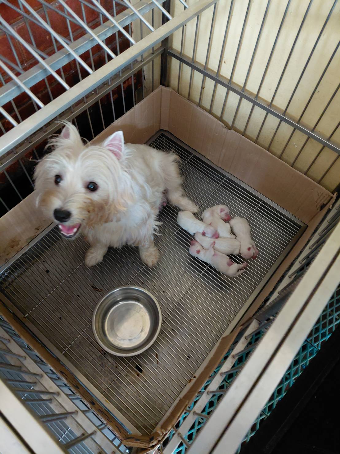 ขายลูกเวสตีคุณภาพ