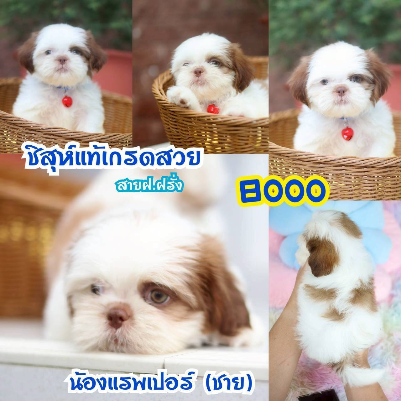 กิ๊ฟซ่า มาแล้ว ถูกและดี @kibzaa