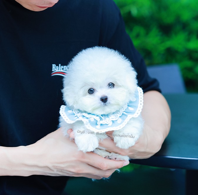 บิซอง ฟริเซ่ BCM-56080 เพศชาย สีขาว อายุ 2 เดือน ตัวเล็ก ขาสั้น หน้าสั้น ขนแน่นฟ...