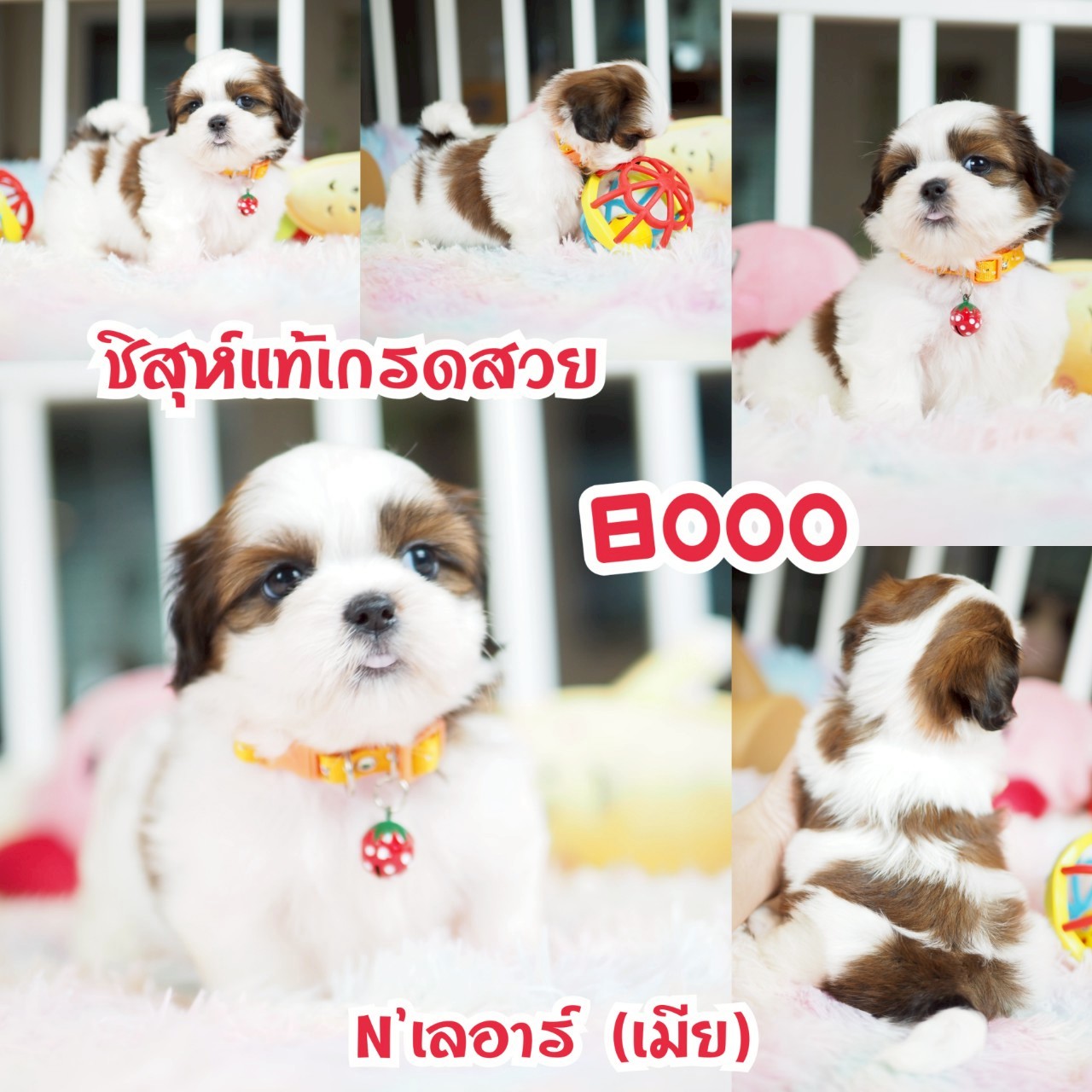 ชิสุ กิ๊ฟซ่า