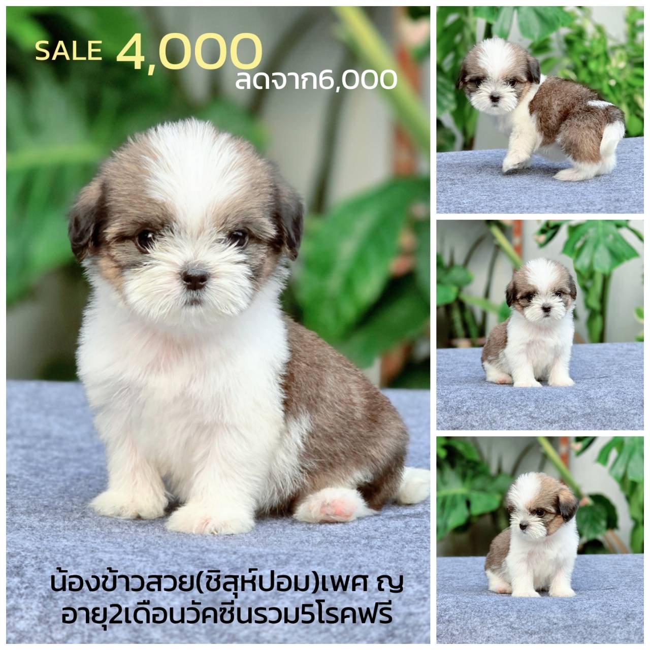 ชิสุผสมปอม  พร้อมย้ายบ้าน