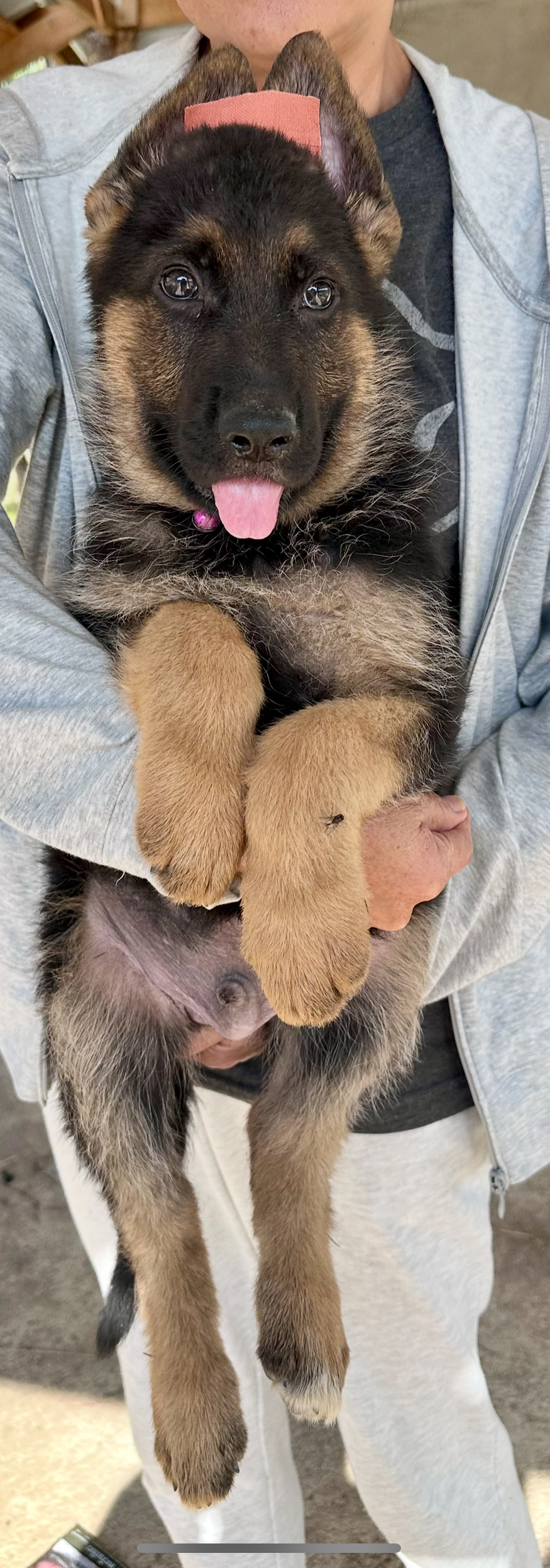 เยอรมันเชพเพิร์ธโอเวอร์ไซด์