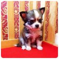 [Chihuahua Is Here] เพศเมีย สีน้ำตาล หน้าอก+คิ้วสีขาว (SOLD)