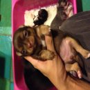 Bangkok Dog's Chihuahua เปิดจอง 3สาว ชิวาวา ขนยาว ครับ 09-4858-5642