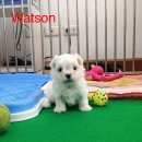 น้อง Watson ลูกสุนัข มอลทีส (maltese) เพศผู้ เกรดโชว์ ใบเพ็ดแท้เต็มใบ พร้อมย้ายบ...