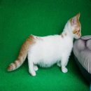 เปิดจอง Munchkin cat (แมวขาสั้น) เพศ ผู้